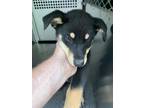 Adopt Taffy a Black Shepherd (Unknown Type) / Mixed dog in Fort Worth