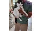 Adopt Riley a Gray or Blue (Mostly) American Shorthair / Mixed (short coat) cat