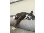 Adopt Lily a Gray or Blue Domestic Shorthair / Mixed (short coat) cat in