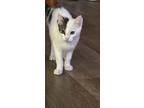 Adopt Catherine - 5 months a Black & White or Tuxedo American Shorthair / Mixed