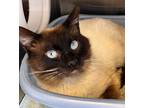 Adopt Sonny a Domestic Shorthair / Mixed (short coat) cat in Heber