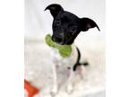 Adopt Crosby a Black Terrier (Unknown Type, Medium) / Mixed Breed (Medium) /