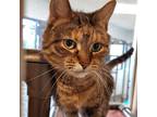 Adopt Woodlawn a Brown or Chocolate Domestic Shorthair / Domestic Shorthair /