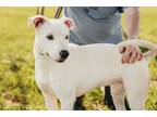 Adopt Coco a White Mixed Breed (Medium) / Terrier (Unknown Type