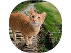 Adopt Meow Meow a Orange or Red Domestic Shorthair / Domestic Shorthair / Mixed