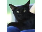 Adopt Sanibel a Domestic Shorthair / Mixed (short coat) cat in North Fort Myers