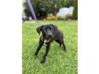 Adopt Alle a Black Shepherd (Unknown Type) dog in Berkeley Heights