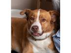 Adopt Ragnar a Red/Golden/Orange/Chestnut - with White Mixed Breed (Large) /