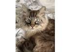 Adopt Dobby a Gray, Blue or Silver Tabby Domestic Longhair / Mixed (long coat)