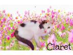 Adopt Claret *kitten* a Orange or Red (Mostly) Calico / Mixed (short coat) cat
