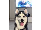 Adopt Berber a Black - with White Husky / Mixed dog in San Antonio