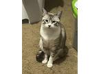 Adopt Percy a Black & White or Tuxedo Siamese / Mixed (medium coat) cat in El