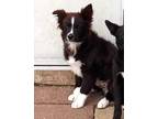 Adopt Garnet a Black Mixed Breed (Medium) / Mixed dog in Waupaca, WI (41382569)