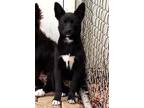 Adopt Diamond a Black Mixed Breed (Medium) / Mixed dog in Waupaca, WI (41382568)