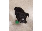 Adopt Harmony a Black Mixed Breed (Small) / Mixed Breed (Medium) / Mixed (short