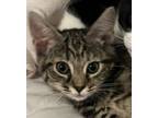 Adopt Peach a Gray, Blue or Silver Tabby Domestic Mediumhair / Mixed cat in