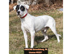 Adopt Petey a Brown/Chocolate Pointer / Mixed dog in Stroudsburg, PA (40169368)