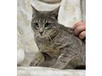 Adopt Edge a Gray or Blue Domestic Shorthair / Domestic Shorthair / Mixed cat in