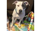 Adopt Astro a White - with Black American Pit Bull Terrier / Mixed dog in