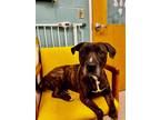 Adopt Harley a Brown/Chocolate American Pit Bull Terrier / Mixed dog in Vienna