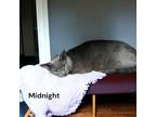 Adopt Midnight a Gray or Blue Domestic Shorthair / Mixed Breed (Medium) / Mixed