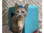 Adopt Sloane a Gray or Blue Domestic Shorthair / Domestic Shorthair / Mixed cat