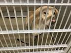Adopt Bolt a Tan/Yellow/Fawn Labrador Retriever / Mixed dog in Fort Worth