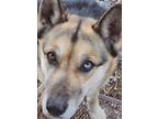 Adopt Solo a Black - with Gray or Silver German Shepherd Dog / Husky / Mixed dog
