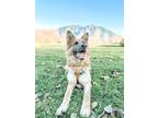 Adopt Paisley a Gray/Blue/Silver/Salt & Pepper German Shepherd Dog / Mixed dog