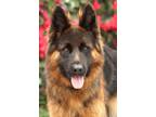 Adopt Brownie von Brey a Black - with Tan, Yellow or Fawn German Shepherd Dog /