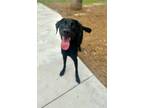 Adopt Kota a Black Labrador Retriever / Mixed dog in Charlotte, NC (41382468)