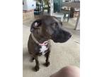 Adopt Brownie a Brown/Chocolate - with White American Pit Bull Terrier /
