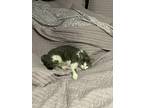 Adopt Beanie a Gray or Blue (Mostly) Domestic Shorthair / Mixed (medium coat)