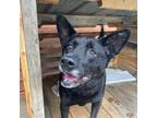 Adopt Johnny a Black - with White Mixed Breed (Medium) dog in Xenia