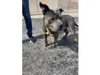 Adopt Nasa a Gray/Blue/Silver/Salt & Pepper Pit Bull Terrier / American