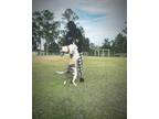 Adopt Thor a Gray/Silver/Salt & Pepper - with White Catahoula Leopard Dog /
