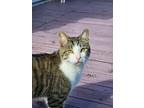 Adopt Saber a Tiger Striped Domestic Mediumhair / Mixed (medium coat) cat in