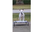 Adopt Xena a White - with Black Staffordshire Bull Terrier / Mixed dog in