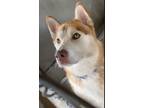 Adopt Jupiter a Red/Golden/Orange/Chestnut - with White Husky / Mixed dog in