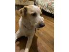 Adopt Fletch a Tan/Yellow/Fawn - with White Australian Cattle Dog / Mixed dog in