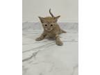 Adopt Fanta a Domestic Shorthair (short coat) cat in Oakdale, CA (41378741)