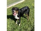 Adopt Amelia a Black Australian Shepherd / Mixed Breed (Medium) / Mixed (short