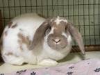 Adopt Billie a Orange Lop-Eared / Mixed rabbit in Westford, MA (41382004)