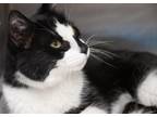 Adopt Trevor a All Black Domestic Shorthair / Domestic Shorthair / Mixed cat in