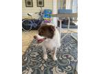 Adopt Lilly a White - with Brown or Chocolate Border Collie / Spaniel (Unknown