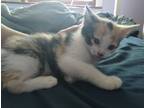 Adopt Kittens a Calico or Dilute Calico Tabby / Mixed (short coat) cat in