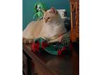 Adopt Thor a Orange or Red American Shorthair / Mixed (short coat) cat in