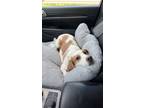 Adopt JuneBug a Tan/Yellow/Fawn Beagle / Mixed dog in Findlay, OH (41381878)