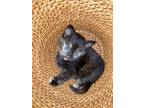 Adopt Emma a Black (Mostly) Domestic Shorthair / Mixed (short coat) cat in