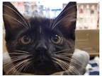 Adopt Zorro a Black & White or Tuxedo Domestic Shorthair / Mixed (short coat)